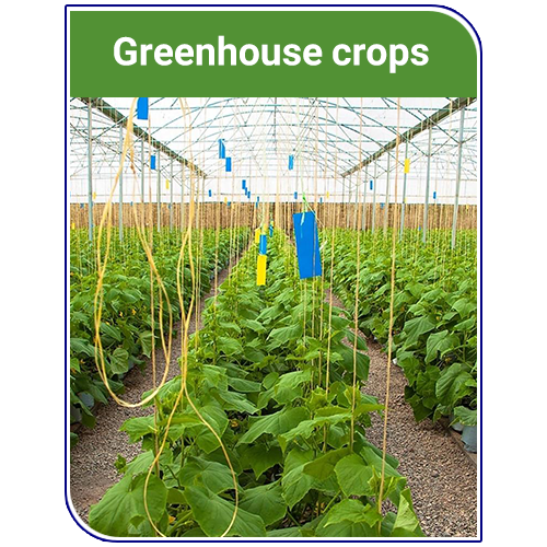 Greenhouse crops