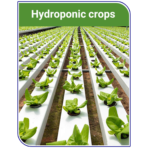 Hydroponic crops