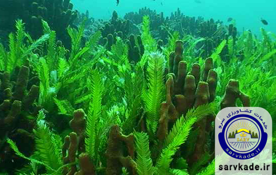 کود جلبک دریایی