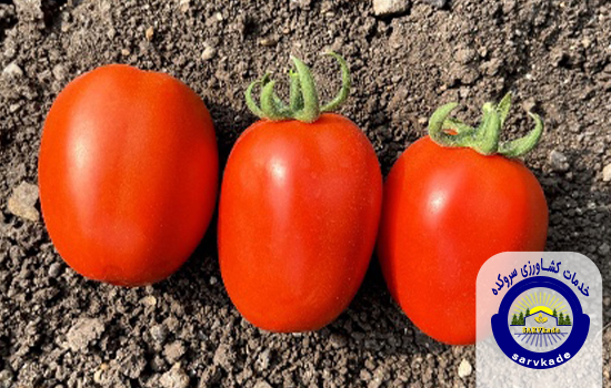 بهترین زمان کاشت گوجه فرنگی چه زمانی است؟؟